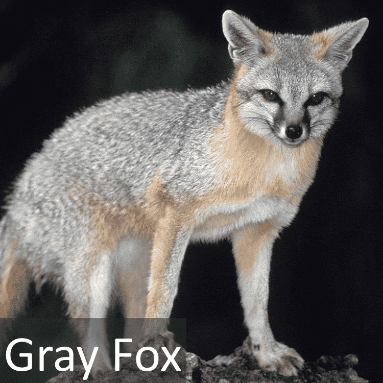 Gray Fox