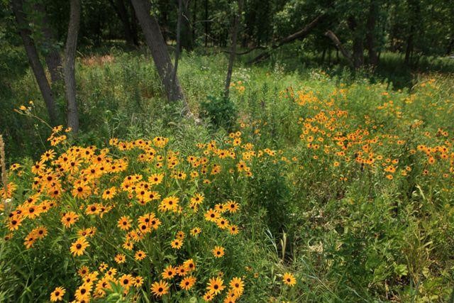 Edge of the woods, prairie of flowers