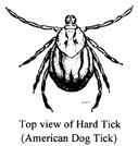 hard tick (american dog tick)