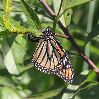 HHMilkweed1.JPG