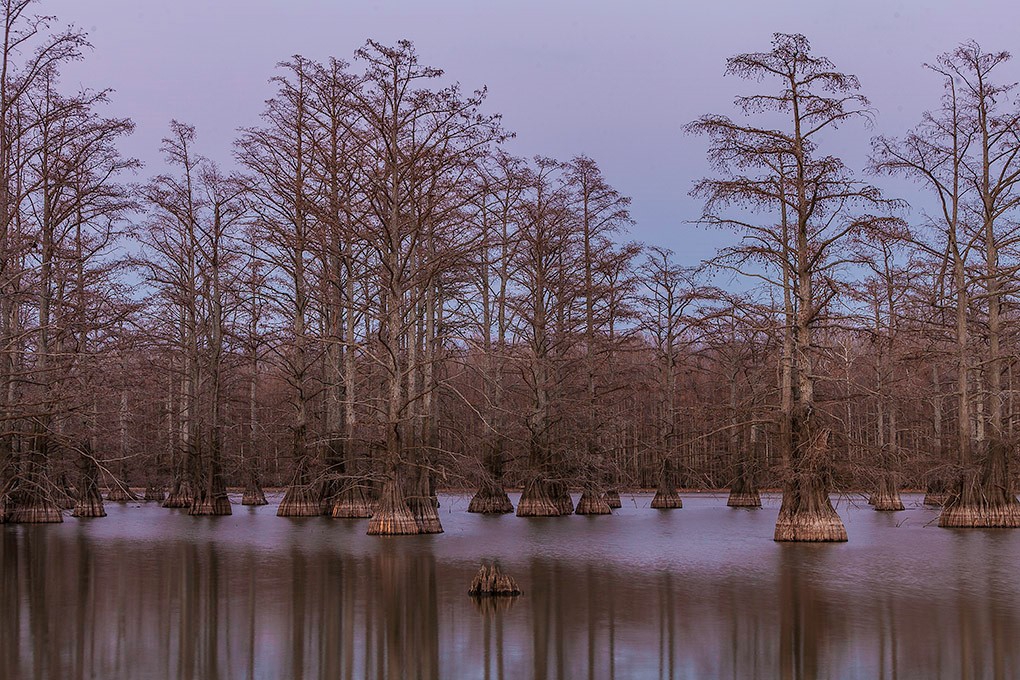 Photo of Horseshoe Lake State Park provided by Dan Kirk