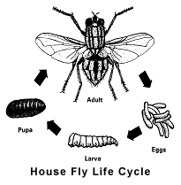 House Fly Life Cycle