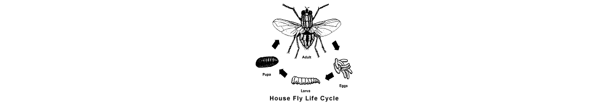 house fly poop