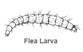 Flea Larva