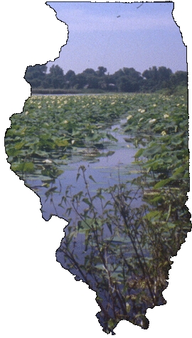 Image of Illinois wetland shared by the Illinois Geological Survey; Prairie Research Institute