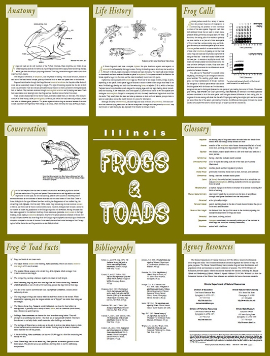 Illinois Frogs and Toads Poster Back