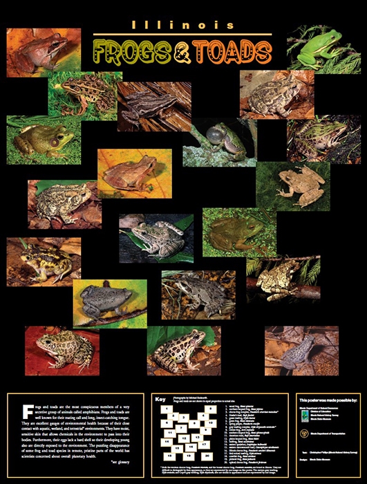 Illinois Frogs and Toads Poster Front