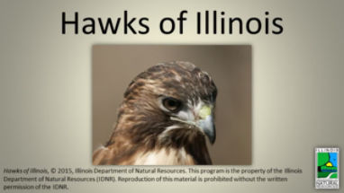 Birds of Prey: Will They Harm Your Kids and Pets? – Chirp Nature