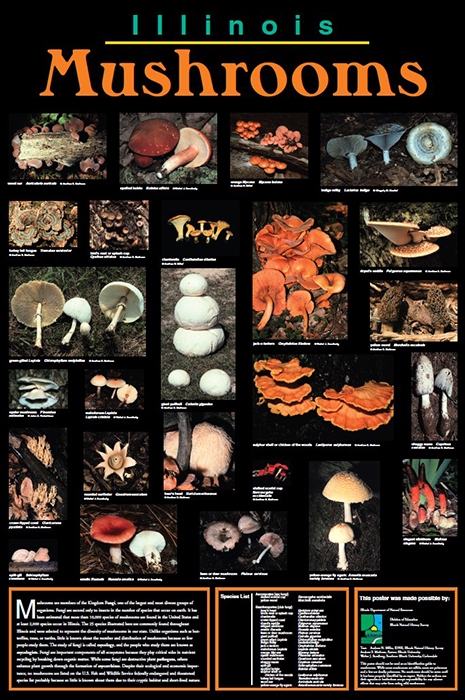 Illinois Mushrooms Poster Front