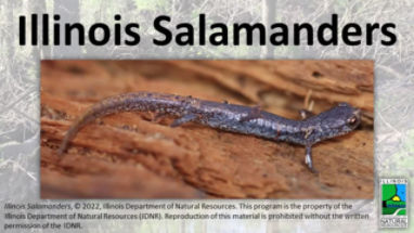 Western red-backed salamander  Washington Department of Fish