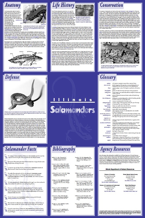 Illinois Salamanders poster back