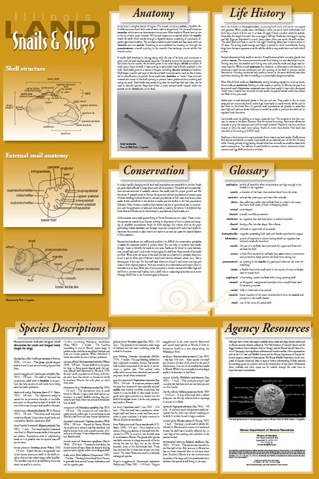 Illinois Land Snails and Slugs Poster Back