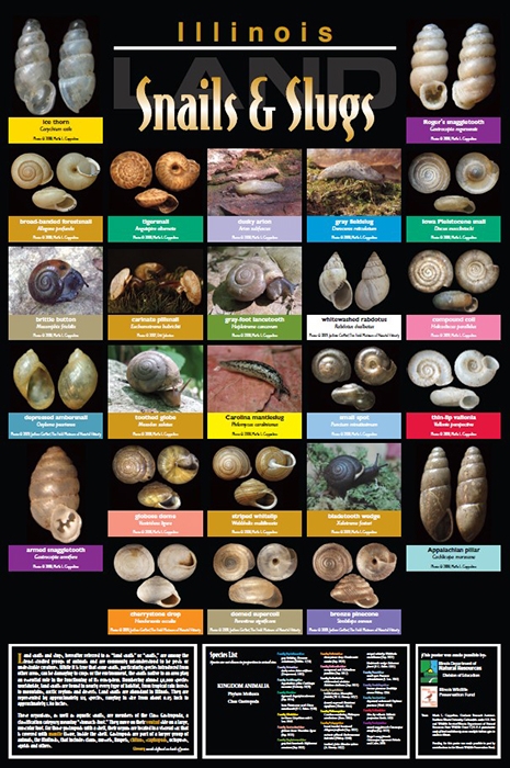 Illinois Land Snails and Slugs Poster Front