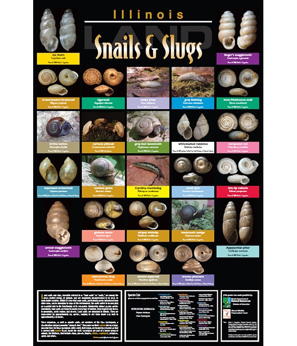 Wild About Illinois Land Snails and Slugs!