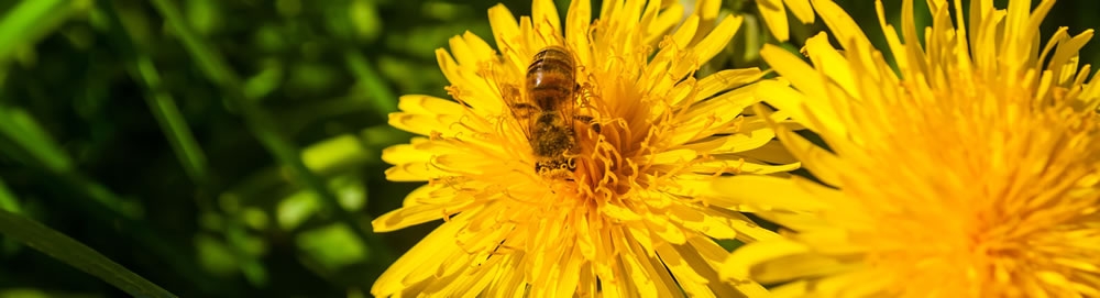 Bee on Flower