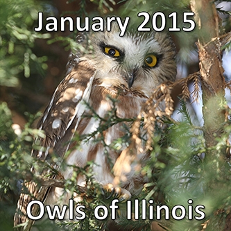 January 2015: Owls of Illinois