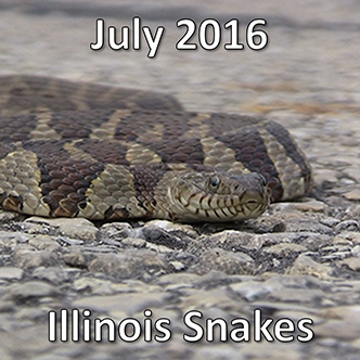July 2016 Illinois Snakes
