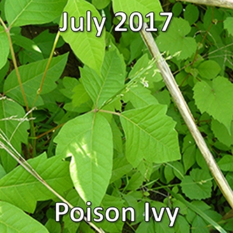 July 2017: Poison Ivy
