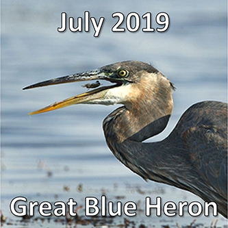 July 2019 Great Blue Heron
