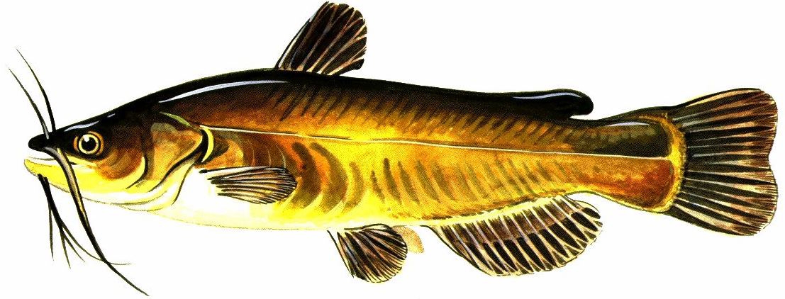 black bullhead drawing