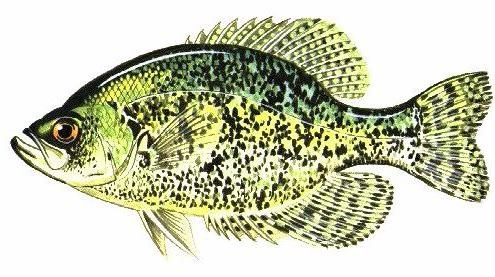 black crappie (Pomoxis nigromaculatus)