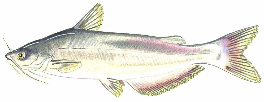 blue catfish drawing