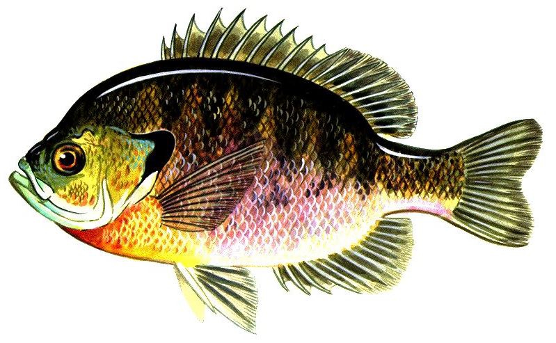 bluegill (Lepomis macrochirus)