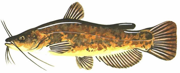 brown bullhead button