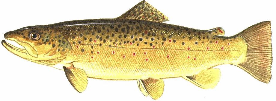 brown trout drawing