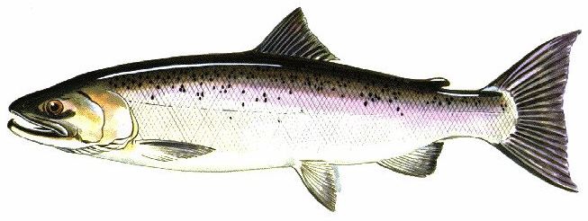 coho salmon (Oncorhynchus kisutch)