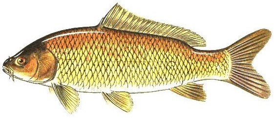 Jun2016CommonCarp.JPG