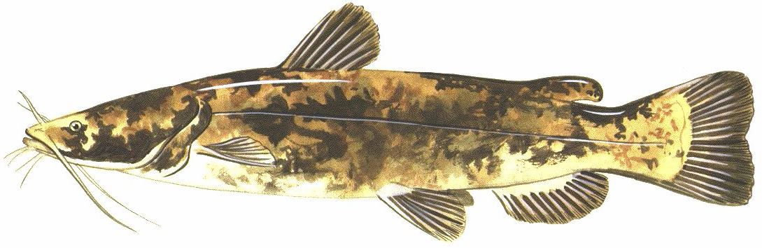 Jun2016FlatheadCatfish.JPG