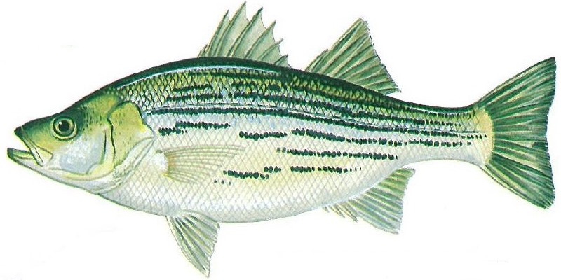 hybrid striped bass (Morone saxatilis) x (Morone chrysops)