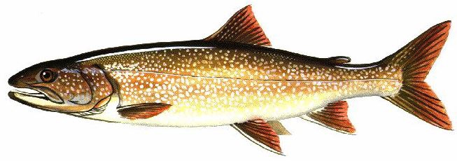 lake trout (Salvelinus namaycush)