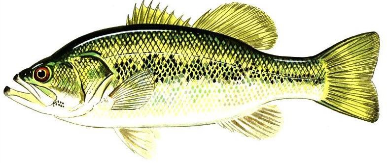 largemouth bass (Micropterus salmoides)