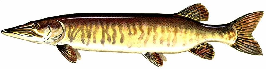muskie drawing
