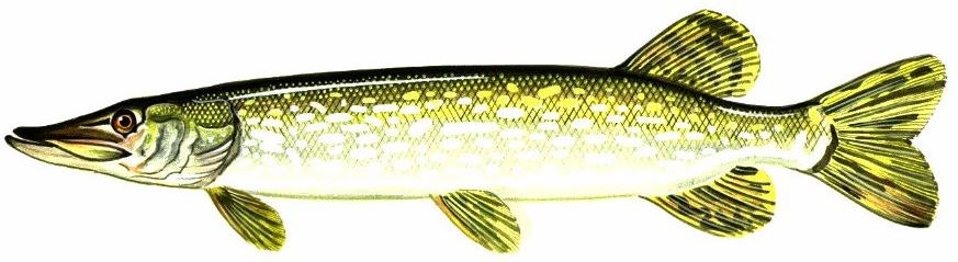 northern pike drawing
