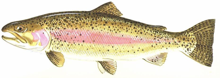 rainbow trout drawing