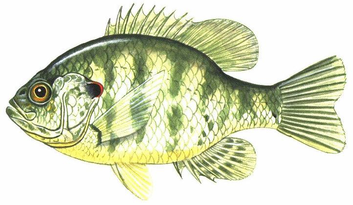 redear sunfish (Lepomis microlophus)