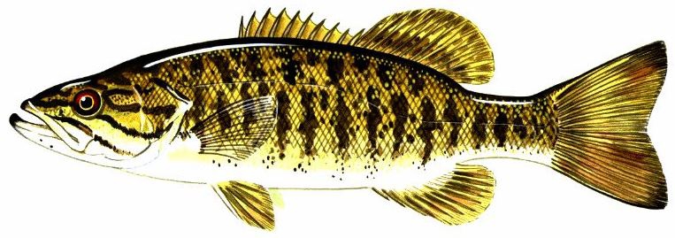 smallmouth bass (Micropterus dolomieu)