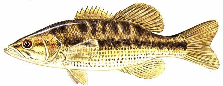 spotted bass (Micropterus punctulatus)
