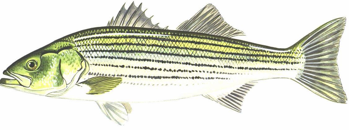 striped bass (Morone saxatilis) [nonnative]