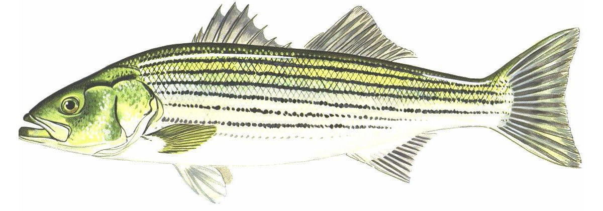 hybrid striped bass drawing