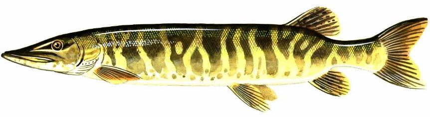 tiger muskie drawing