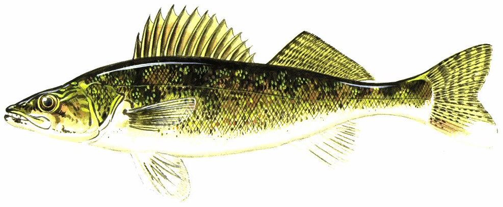 walleye drawing