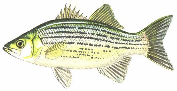 white bass (Morone chrysops)