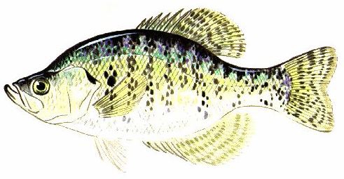 white crappie (Pomoxis annularis)