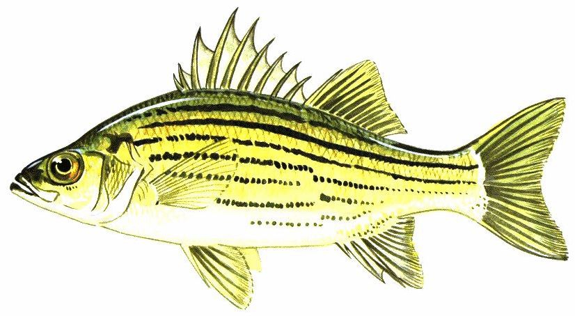 yellow bass (Morone mississippiensi)