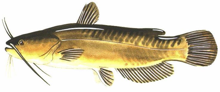 yellow bullhead drawing