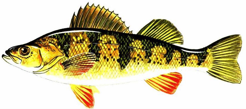 yellow perch drawing